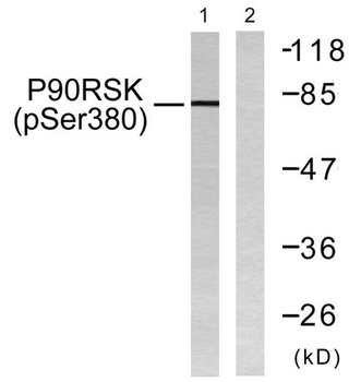 Rsk-1 (phospho Ser380) rabbit pAb