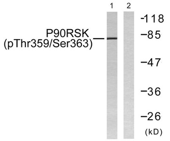 Rsk-1 (phospho-Thr359/S363) antibody
