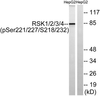 Rsk-1/2/3/4 (phospho-Ser221/227/S218/232) antibody