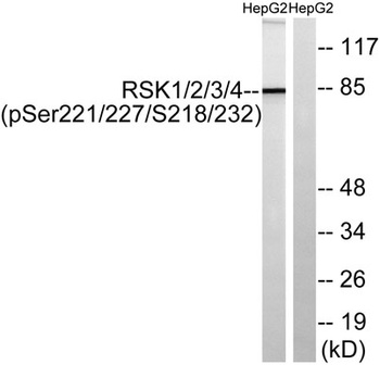 Rsk-1/2/3/4 (phospho Ser221/227/S218/232) rabbit pAb