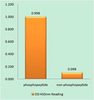 p70 S6 kinase α (phospho Thr444) rabbit pAb