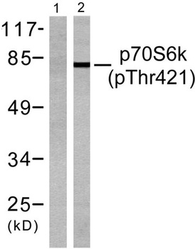p70 S6 kinase α (phospho Thr444) rabbit pAb