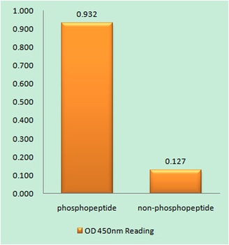 p70 S6 kinase alpha (phospho-Ser371) antibody