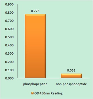 p70 S6 kinase alpha (phospho-Ser427) antibody