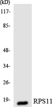Ribosomal Protein S11 rabbit pAb