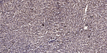 Ataxin-1 (phospho Ser776) rabbit pAb