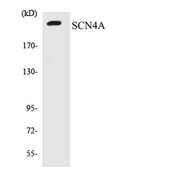 Na+ CP type IVα rabbit pAb