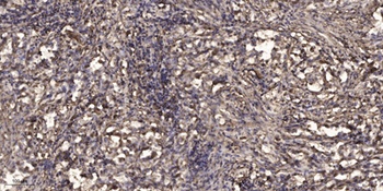 Na+ CP type IVα rabbit pAb