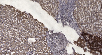 Na+ CP type VIIα rabbit pAb