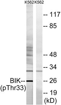 NBK (phospho-Thr33) antibody