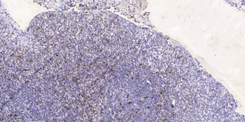 Syndecan-4 (phospho Ser179) rabbit pAb