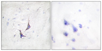 Syndecan-4 rabbit pAb