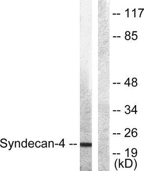 Syndecan-4 antibody
