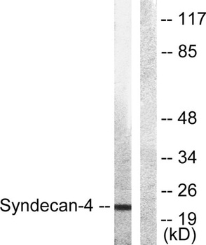 Syndecan-4 rabbit pAb