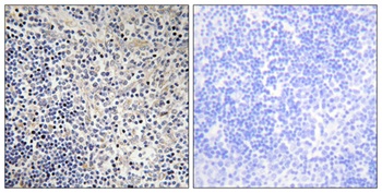 p53AIP1 rabbit pAb