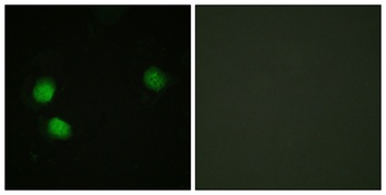 BLM (phospho-Thr99) antibody