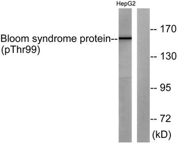 BLM (phospho-Thr99) antibody
