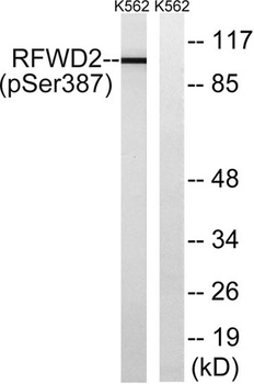 COP1 (phospho Ser387) rabbit pAb
