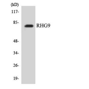ARHGAP9 rabbit pAb
