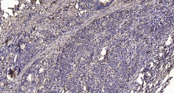 ARHGAP9 antibody