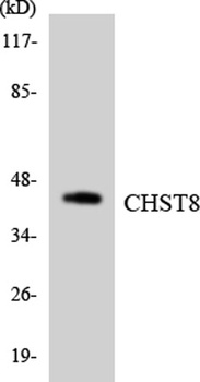GalNAc4ST-1 antibody