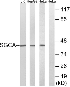 Sarcoglycan α rabbit pAb