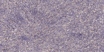 Sarcoglycan α rabbit pAb