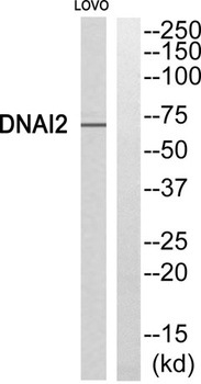 Dynein IC2 rabbit pAb Antibody