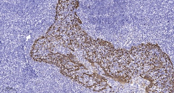 GPR135 rabbit pAb