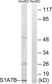 S-100A7L2 antibody