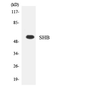 Shb rabbit pAb Antibody