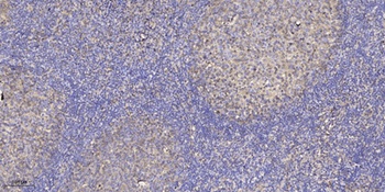Shc (phospho Ser36) rabbit pAb