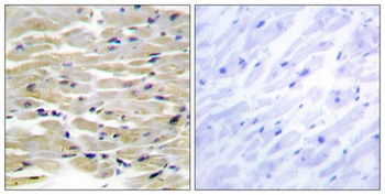 Tensin3 antibody