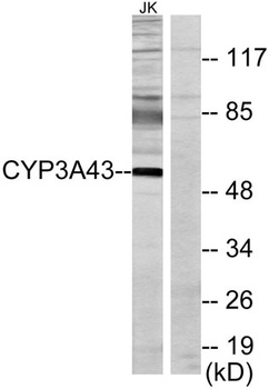 CYP3A43 rabbit pAb