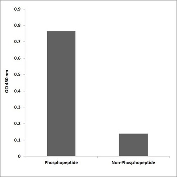 CD318 (phospho Tyr707) rabbit pAb