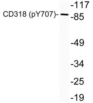 CD318 (phospho Tyr707) rabbit pAb