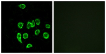 MRP-L32 rabbit pAb