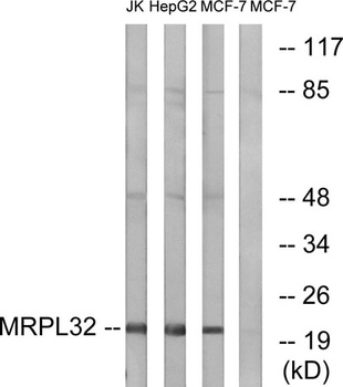 MRP-L32 antibody