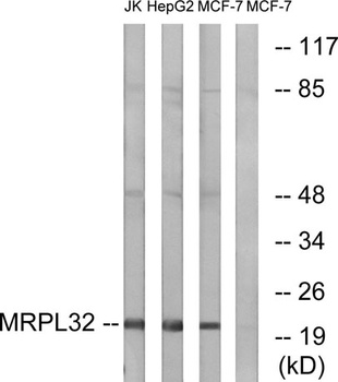 MRP-L32 rabbit pAb