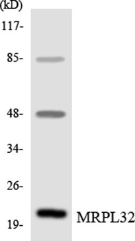 MRP-L32 rabbit pAb