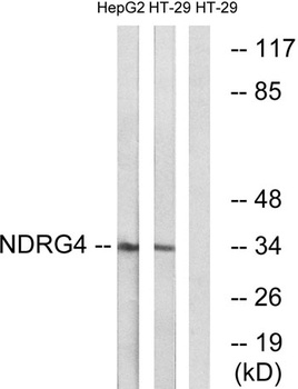 NDRG4 rabbit pAb