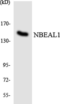 NBEAL1 rabbit pAb