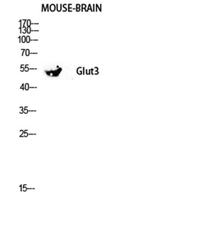 Glut3 antibody