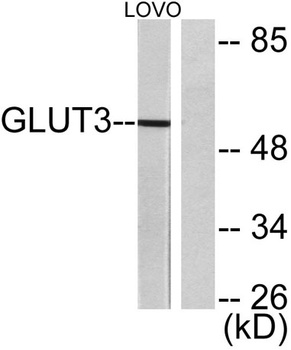 Glut3 antibody