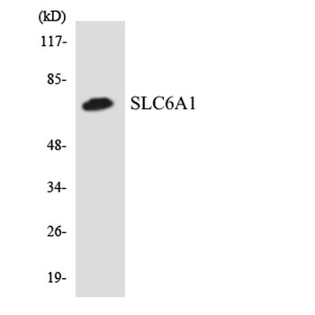 GABA T-1 antibody