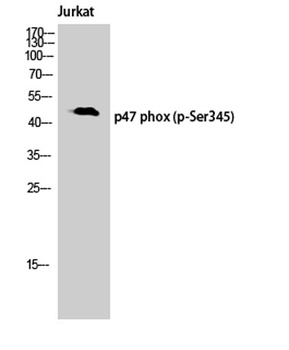 p47-phox (phospho Ser345) rabbit pAb