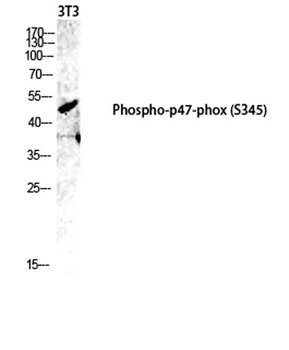 p47-phox (phospho Ser345) rabbit pAb