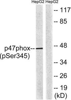 p47-phox (phospho Ser345) rabbit pAb