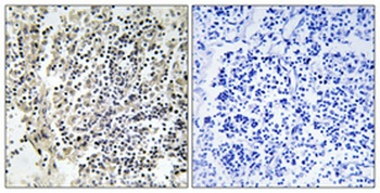 p47-phox (phospho Ser359) rabbit pAb