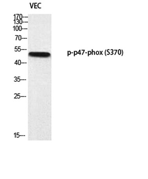 p47-phox (phospho Ser370) rabbit pAb
